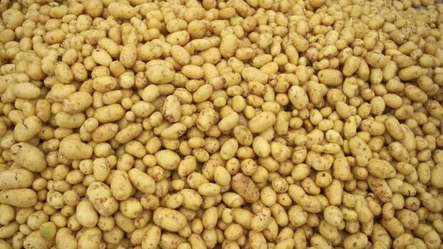 View of a large pile of fresh harvested potatoes Bangladesh.
