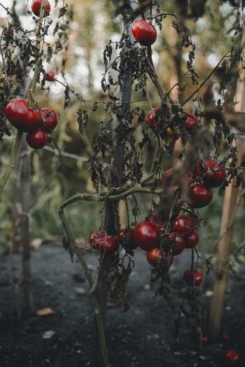 View of ripe red tomatoes growing on a vine with withered foliage and wooden stakes in a garden on Vormsi Laane County Estonia.