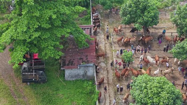 Aerial view of Animal Market Prambanan Indonesia. Aerial view of Animal Market Prambanan Indonesia.