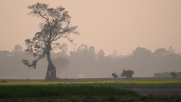 View of a solitary tree in a misty rural landscape Bangladesh. View of a solitary tree in a misty rural landscape Bangladesh.