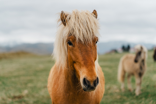 View of an Icelandic horse with a thick blonde mane standing in a grassy field at Stokksnes Iceland.