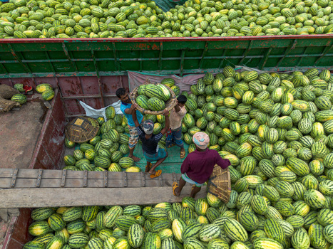 Dhaka Bangladesh 04 April 2026 Aerial view of men carrying a basket brimming with green watermelons amidst a sea of the same creating a vibrant textured scene. Dhaka Bangladesh 04 April 2026 Aerial view of men carrying a basket brimming with green watermelons amidst a sea of the same creating a vibrant textured scene.