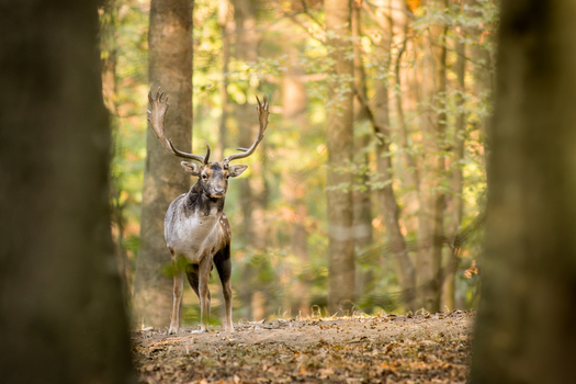 View of a fallow deer with large antlers standing in a sunlit forest framed by blurred tree trunks in Debrzno Pomeranian Voivodeship Poland. View of a fallow deer with large antlers standing in a sunlit forest framed by blurred tree trunks in Debrzno Pomeranian Voivodeship Poland.