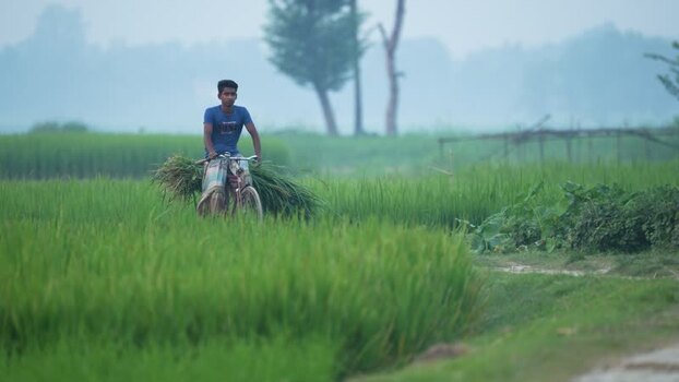 View of a man riding a bicycle through rice fields in Bangladesh. View of a man riding a bicycle through rice fields in Bangladesh.