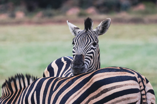View of a zebra resting its head on the back of another zebra in a grassy field at Welgevonden Game Reserve Waterberg District Municipality Limpopo South Africa.