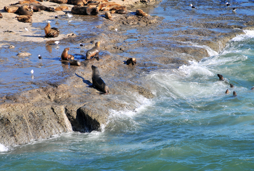 View of a colony of sea lions resting on the rocky coastline of Puerto Piramides with waves crashing against the shore Puerto Madryn Chubut Argentina. View of a colony of sea lions resting on the rocky coastline of Puerto Piramides with waves crashing against the shore Puerto Madryn Chubut Argentina.