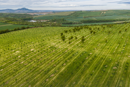 Aerial view of lush green orchards and agricultural fields with rows of young trees stretching across the rolling landscape in Cejkovice South Moravian Region Czechia.