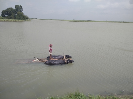 Kushtia Khulna Division Bangladesh 27 April 2020 View of a man standing on a wooden raft pulled by two water buffaloes crossing a river. Kushtia Khulna Division Bangladesh 27 April 2020 View of a man standing on a wooden raft pulled by two water buffaloes crossing a river.