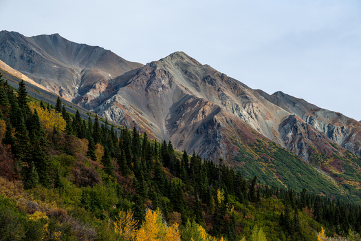 View of the rugged mountains near Paxson featuring slopes covered in evergreen forests and autumn foliage under a clear sky in Paxson Alaska United States. View of the rugged mountains near Paxson featuring slopes covered in evergreen forests and autumn foliage under a clear sky in Paxson Alaska United States.