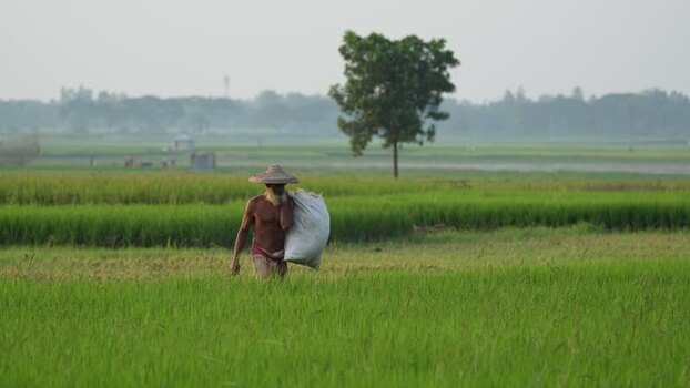 View of a farmer carrying a sack in a rice field Bangladesh. View of a farmer carrying a sack in a rice field Bangladesh.