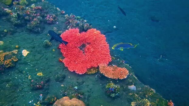 View of vibrant red coral and tropical fish in Bali Indonesia.