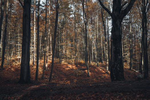 View of a serene beech forest in autumn with vibrant orange fallen leaves covering the ground and tall tree trunks in Krakow Lesser Poland Voivode Poland. View of a serene beech forest in autumn with vibrant orange fallen leaves covering the ground and tall tree trunks in Krakow Lesser Poland Voivode Poland.