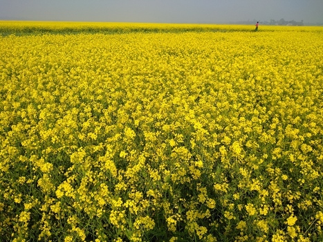 Kushtia Khulna Division Bangladesh 13 January 2020 View of a vast field of vibrant yellow mustard flowers under a clear sky with a person walking in the distance. Kushtia Khulna Division Bangladesh 13 January 2020 View of a vast field of vibrant yellow mustard flowers under a clear sky with a person walking in the distance.