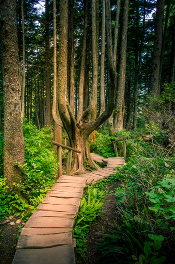 View of a wooden boardwalk winding through a lush forest with tall trees and ferns in Olympic National Park Port Angeles Washington United States.
