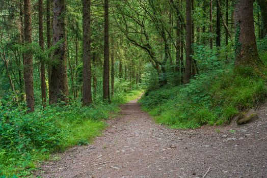 View of a dirt path winding through the lush green trees and dense foliage of Deer Park in Looe Cornwall United Kingdom. View of a dirt path winding through the lush green trees and dense foliage of Deer Park in Looe Cornwall United Kingdom.