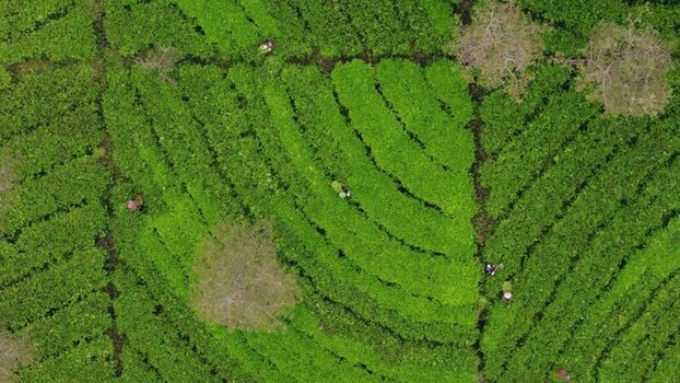 Aerial view of workers in Dieng tea plantation Indonesia. Aerial view of workers in Dieng tea plantation Indonesia.