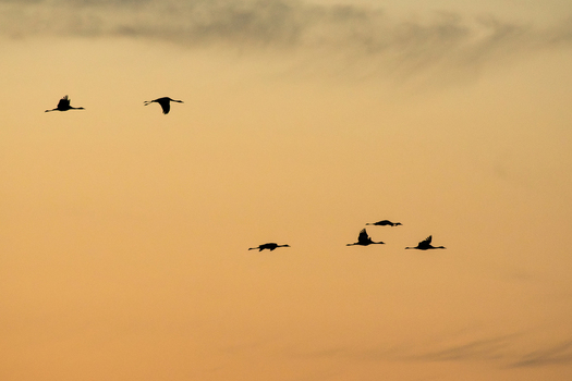 View of a flock of cranes in silhouette flying across the golden sunset sky in Debrzno Pomeranian Voivodeship Poland. View of a flock of cranes in silhouette flying across the golden sunset sky in Debrzno Pomeranian Voivodeship Poland.