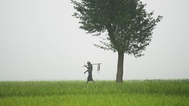 View of a farmer walking in a misty field near a tree Bangladesh. View of a farmer walking in a misty field near a tree Bangladesh.