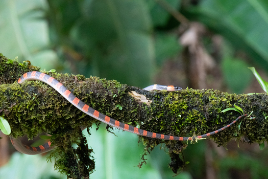 View of a colorful snake with red black and white bands resting on a mossy tree branch in the rainforest of Costa Rica.
