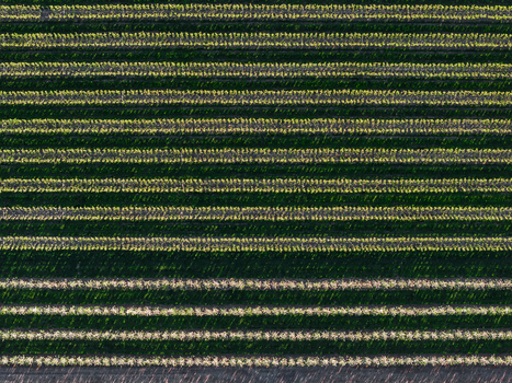 Aerial view of symmetrical parallel rows of trees in an orchard in Flevoland Netherlands.