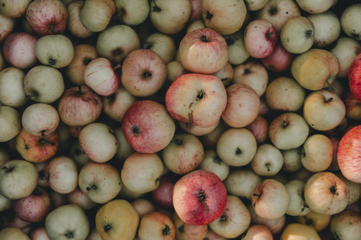 View of a large harvest of fresh apples with red and green skins piled together Laane County Estonia.