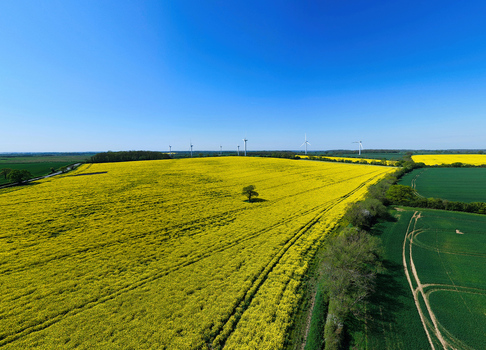 Aerial view of the New Albion Wind Farm turbines beyond vibrant yellow rapeseed fields and a lone tree under a clear blue sky in Rushton England United Kingdom. Aerial view of the New Albion Wind Farm turbines beyond vibrant yellow rapeseed fields and a lone tree under a clear blue sky in Rushton England United Kingdom.