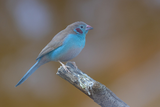 View of a red cheeked cordon bleu bird perched on a wooden branch with its vibrant blue plumage and red cheek patch against a blurred background in Mulhouse Grand Est France.
