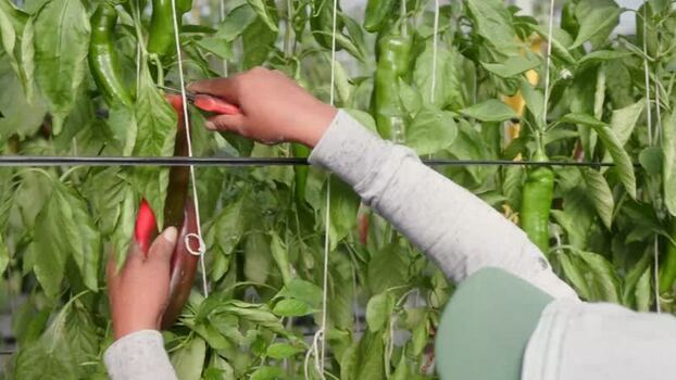 View of a worker harvesting peppers in a greenhouse in Mexico.
