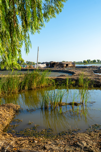View of a flooded rural landscape with a small makeshift hut in the distance surrounded by muddy water and tall reeds under a clear blue sky in Jacobabad Sindh Pakistan.