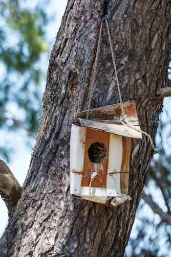 View of a rustic handmade birdhouse hanging from a tree trunk in a sunny forest setting in Divjake Fier County Albania.