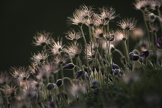 View of Pasque flowers blooming in a field with soft backlighting and delicate seed heads in Cambridgeshire United Kingdom. View of Pasque flowers blooming in a field with soft backlighting and delicate seed heads in Cambridgeshire United Kingdom.