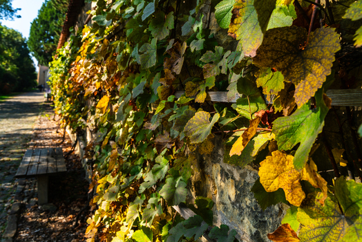 View of a stone wall covered in vibrant autumn grapevines with a wooden bench along a path in Prague Prague Czechia.