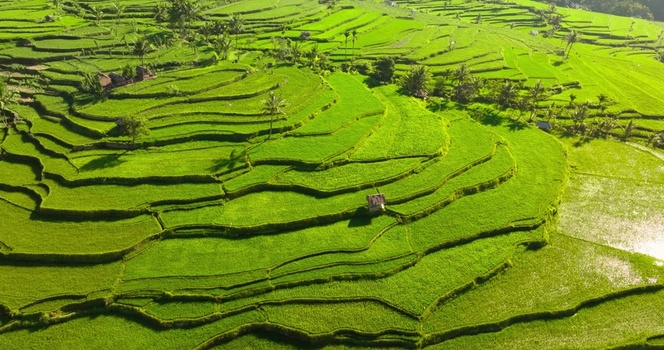 Aerial view of lush green rice terraces with small huts and palm trees in the rolling landscape of Lombok West Nusa Tenggara Indonesia.