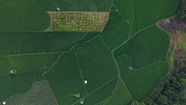 Aerial view of Soka Rice Fields in Selemadeg Indonesia.