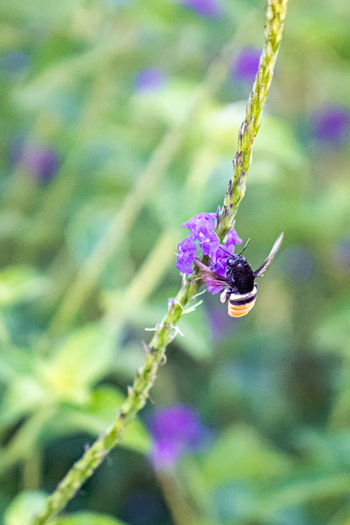 View of a bee pollinating a purple flower in a lush garden in Antioquia Colombia.
