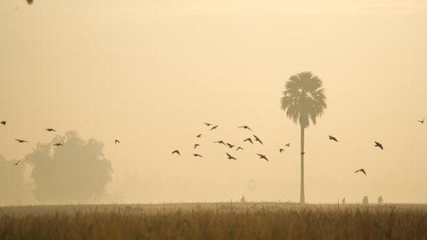 View of birds flying over a misty field at dawn Bangladesh.