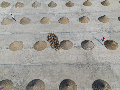 Brahmanbaria Bangladesh 25 January 2026 Aerial view of a flock of ducks walking across a concrete drying yard filled with rows of conical bamboo covers and two workers.