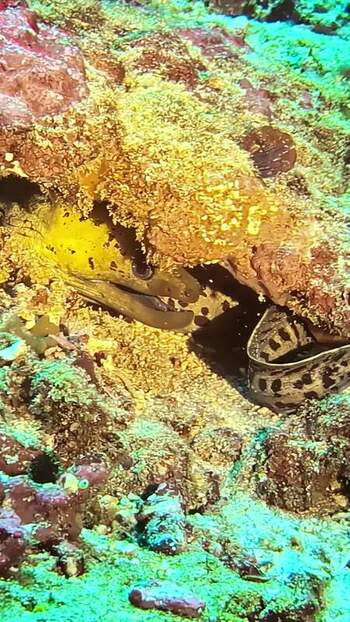 View of moray eels in a coral reef Indonesia. View of moray eels in a coral reef Indonesia.