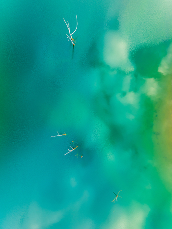 Aerial view of turquoise water in a lake with submerged dead trees and branches visible beneath the surface in Andalusia Spain. Aerial view of turquoise water in a lake with submerged dead trees and branches visible beneath the surface in Andalusia Spain.
