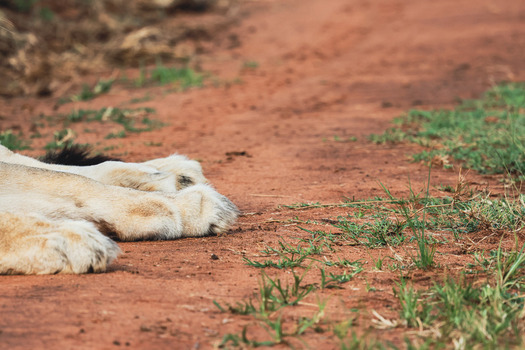 View of lion paws resting on the red earth of Welgevonden Game Reserve with sparse green grass in Waterberg District Municipality Limpopo South Africa. View of lion paws resting on the red earth of Welgevonden Game Reserve with sparse green grass in Waterberg District Municipality Limpopo South Africa.