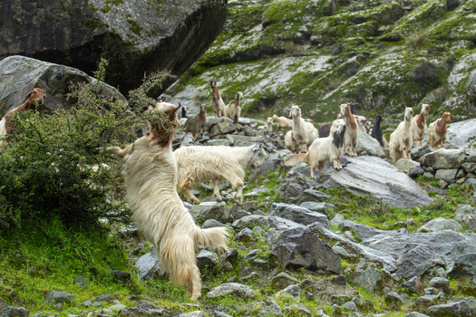 View of a herd of goats grazing on a rocky hillside with mossy stones and green bushes in Jaglot Gilgit Pakistan. View of a herd of goats grazing on a rocky hillside with mossy stones and green bushes in Jaglot Gilgit Pakistan.