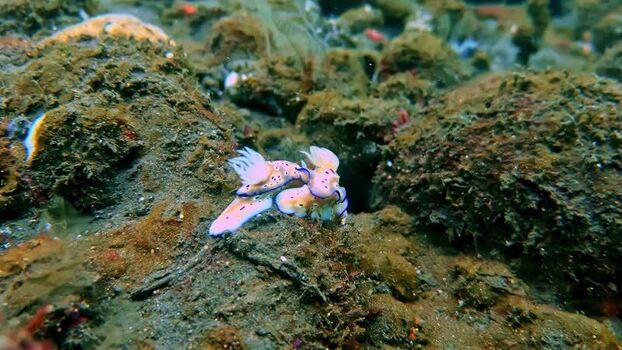 View of nudibranchs on a rocky seabed in Bali Indonesia.