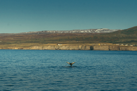 View of a whale s fluke rising from the teal sea against a backdrop of ochre cliffs and distant snow capped mountains H&uacute;sav&iacute;k Nor&eth;ur&thorn;ing Iceland.