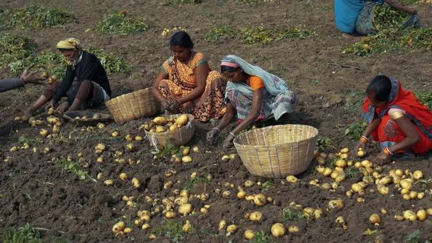 View of women harvesting potatoes in a field India.