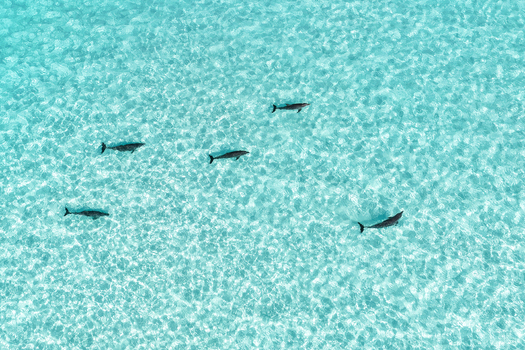 Aerial view of a pod of dolphins swimming through crystal clear turquoise water with sunlight reflecting on the surface in Vashafaru Haa Alif Atoll Maldives. Aerial view of a pod of dolphins swimming through crystal clear turquoise water with sunlight reflecting on the surface in Vashafaru Haa Alif Atoll Maldives.