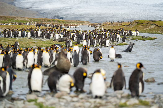 View of a large colony of King Penguins at Saint Andrew s Bay with a glacier in the background and seals in the water South Georgia and the South Sandwich Islands.