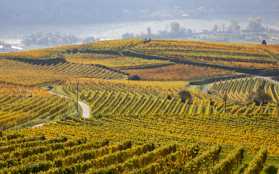 View of golden vineyards cascade down rolling hills under a soft hazy sky creating a tapestry of autumnal hues in the Wachau Valley Weissenkirchen Lower Austria Austria. View of golden vineyards cascade down rolling hills under a soft hazy sky creating a tapestry of autumnal hues in the Wachau Valley Weissenkirchen Lower Austria Austria.