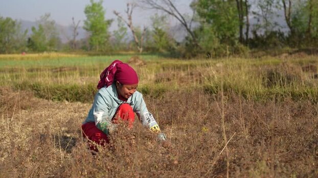 View of a woman working in a rural field in Dang Nepal.