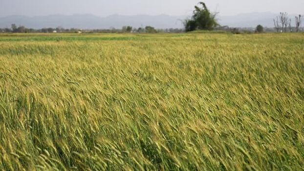 View of a wheat field swaying in the wind Nepal.
