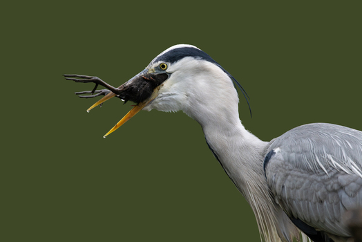 View of a grey heron with its beak wide open while swallowing its prey against a solid green background in Selestat Grand Est France.